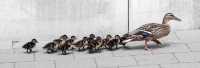 Entenfamilie