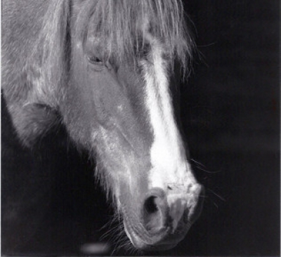 Lasse