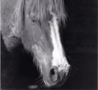 Lasse